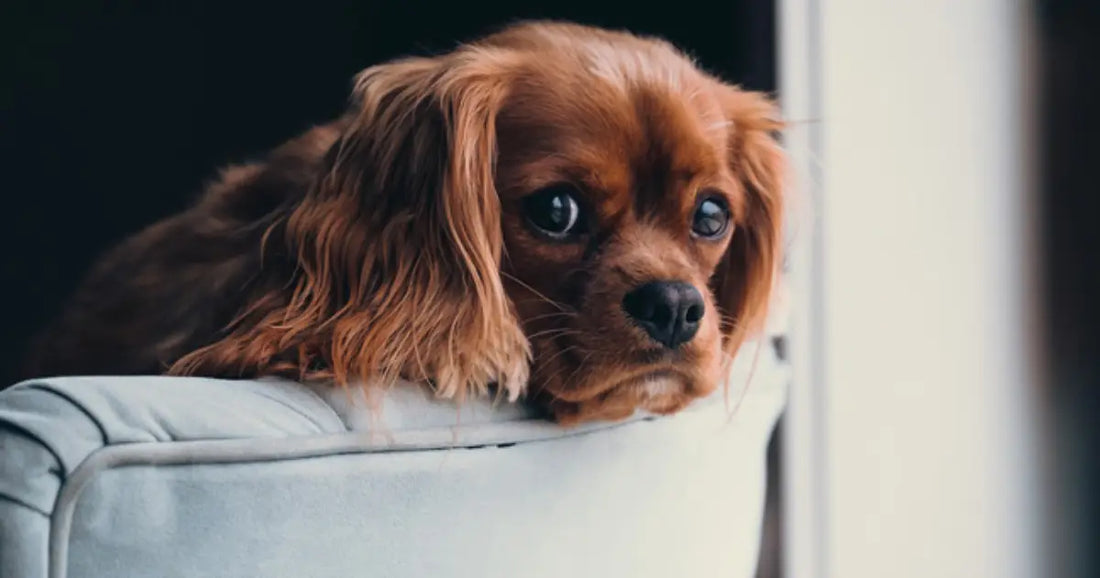 Common Mistakes Dog Owners Make