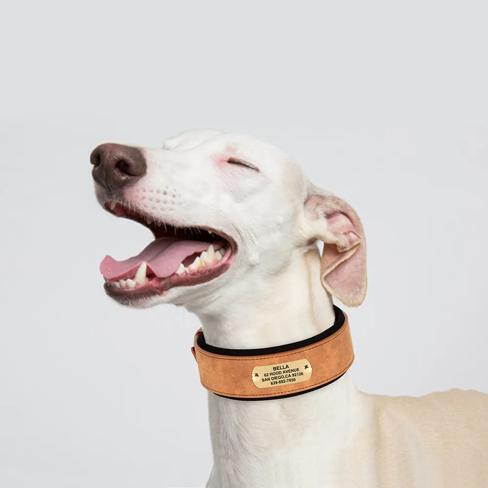Personalized Dog Collar