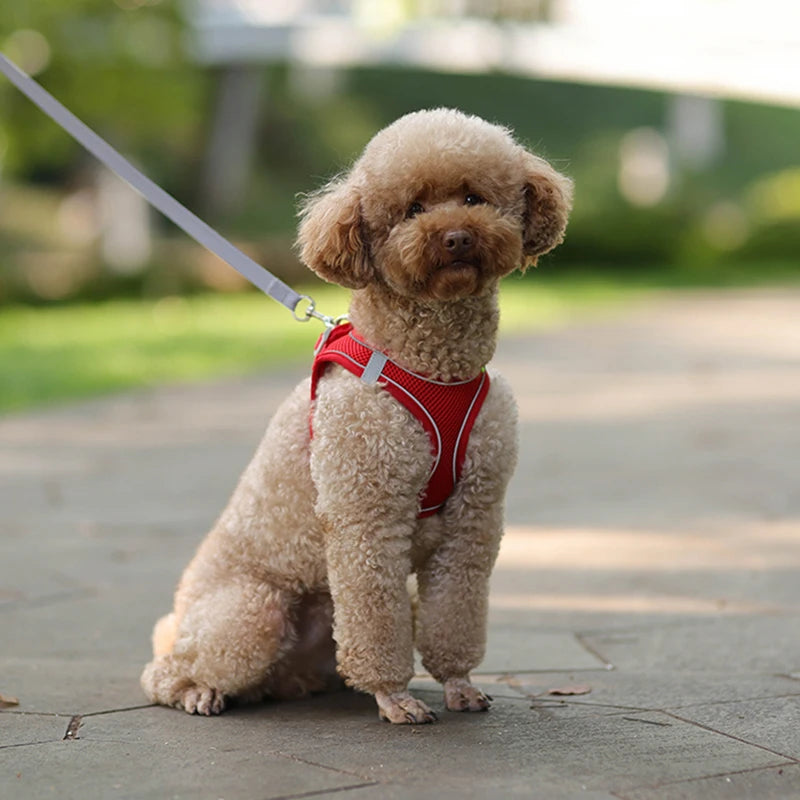 Comfort Harness For Small Dogs
