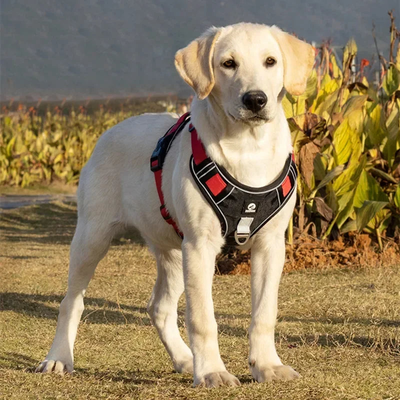 Dog Training Harness