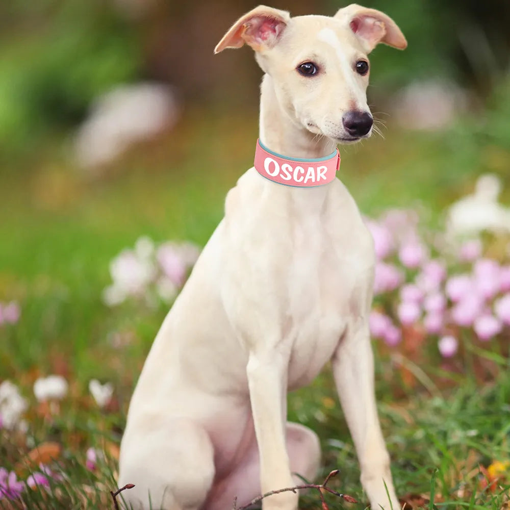 Personalized Dog Collar With Name
