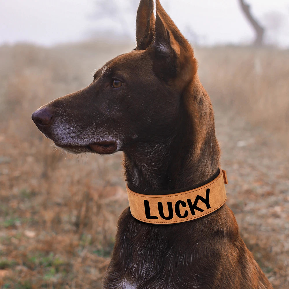 Personalized Dog Collar With Name