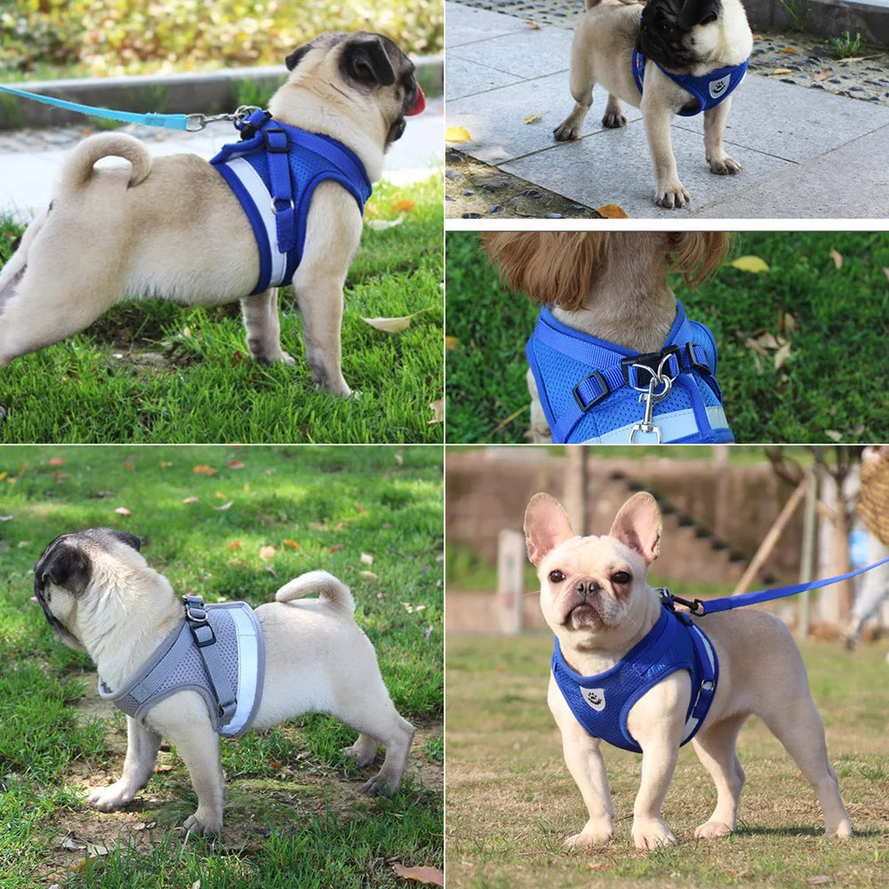 Blue Dog Harness