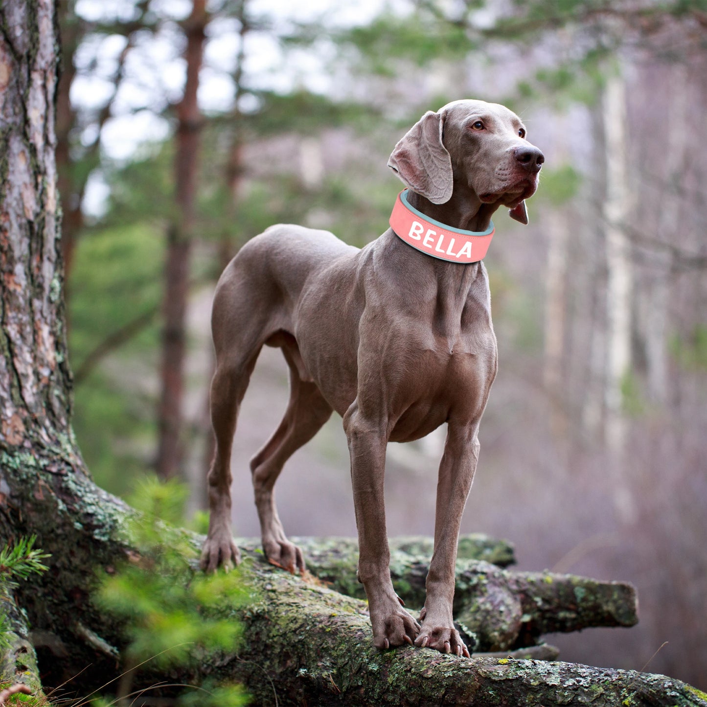 Personalized Dog Collar With Name