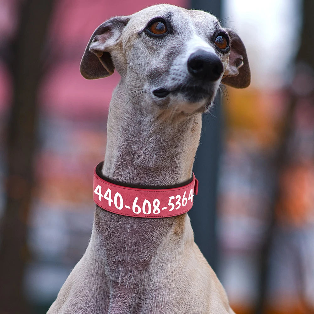 Personalized Dog Collar With Name