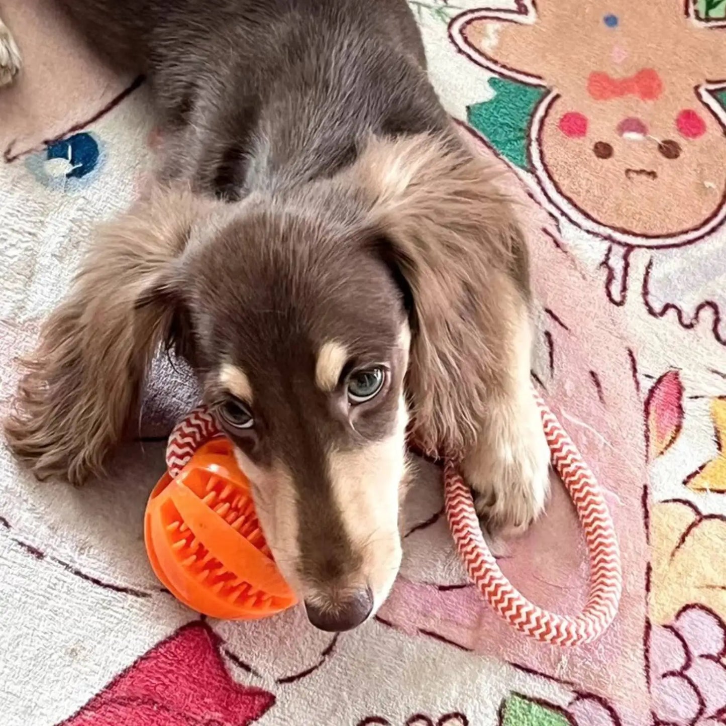 Dog Leaking Food Ball