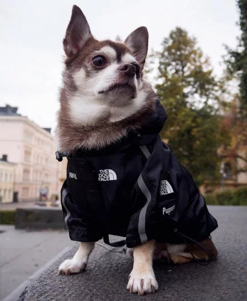 Black Dog Raincoat