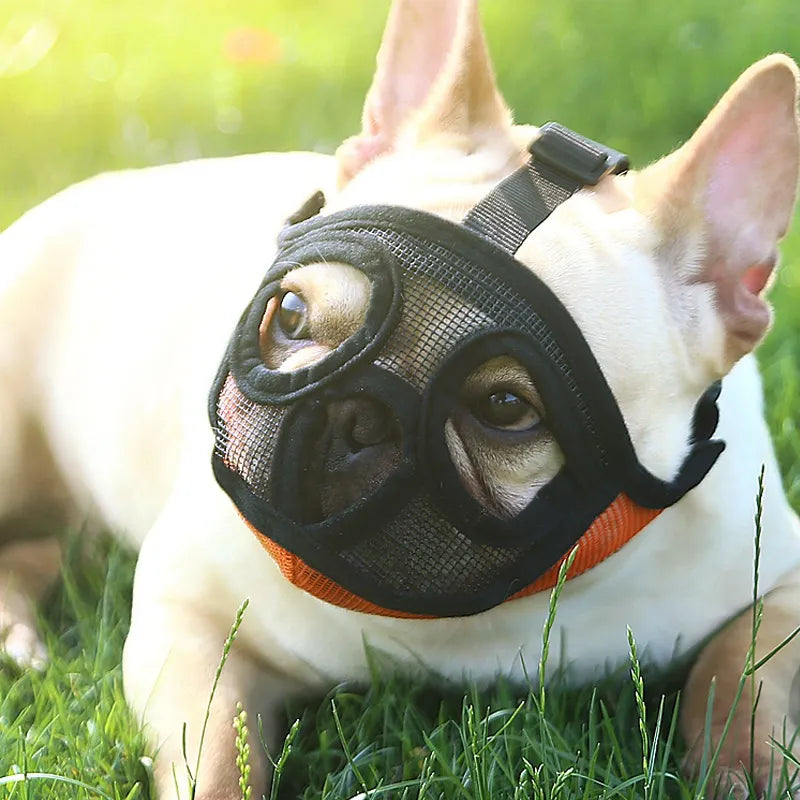 Can you muzzle a french bulldog best sale