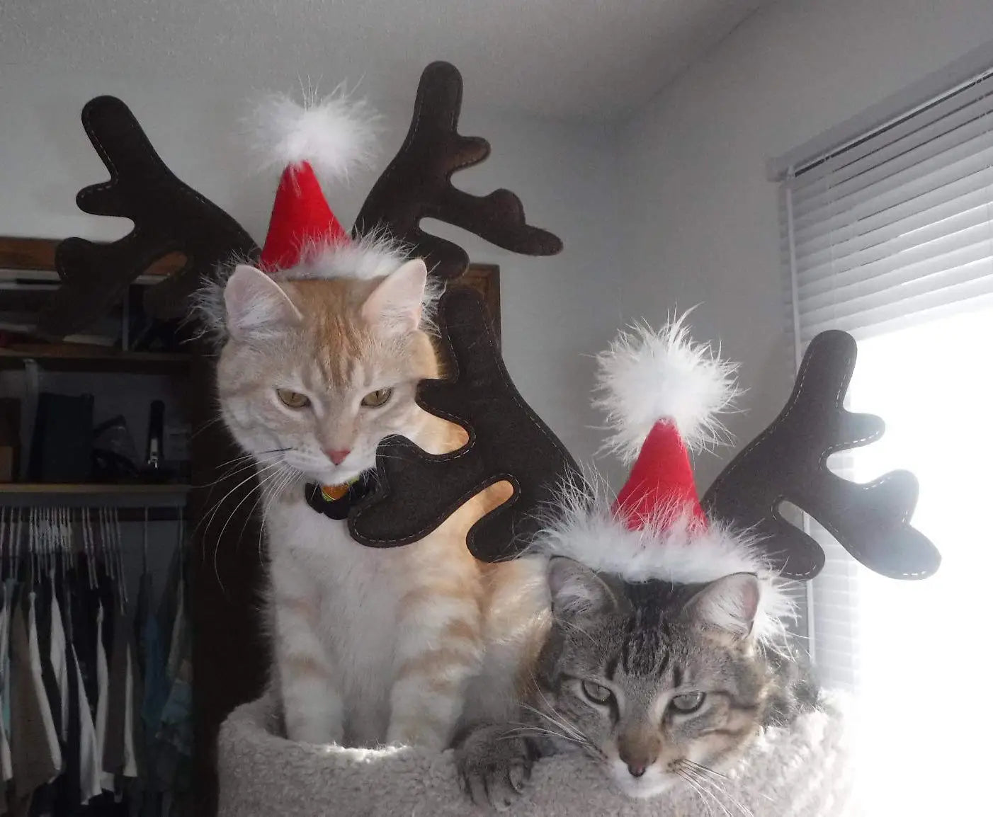 Dog Reindeer Hat