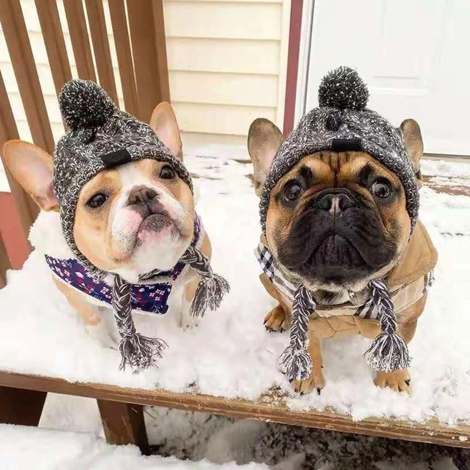 Warm Dog Beanie