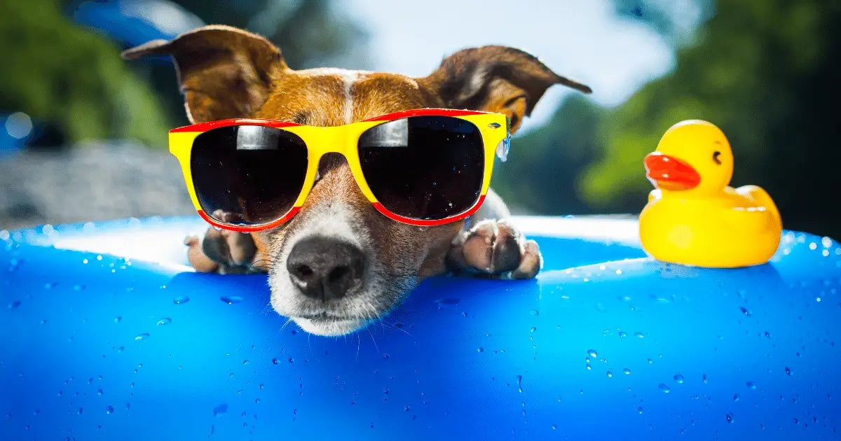Happy dog outside on a spring day
