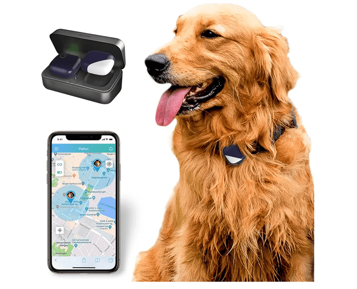 Dog wearing a collar outdoors
