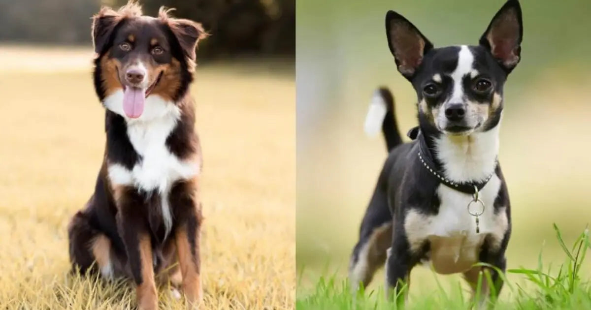 Aussie Chi, Australian Shepherd Chihuahua mix