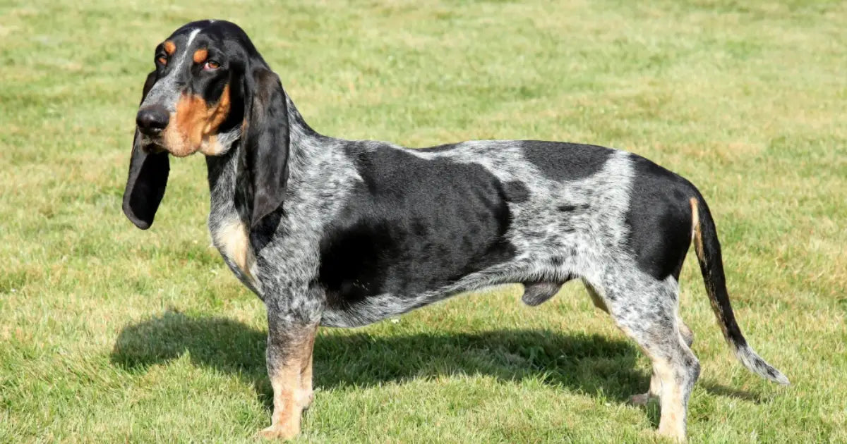 Basset Bleu de Gascogne dog
