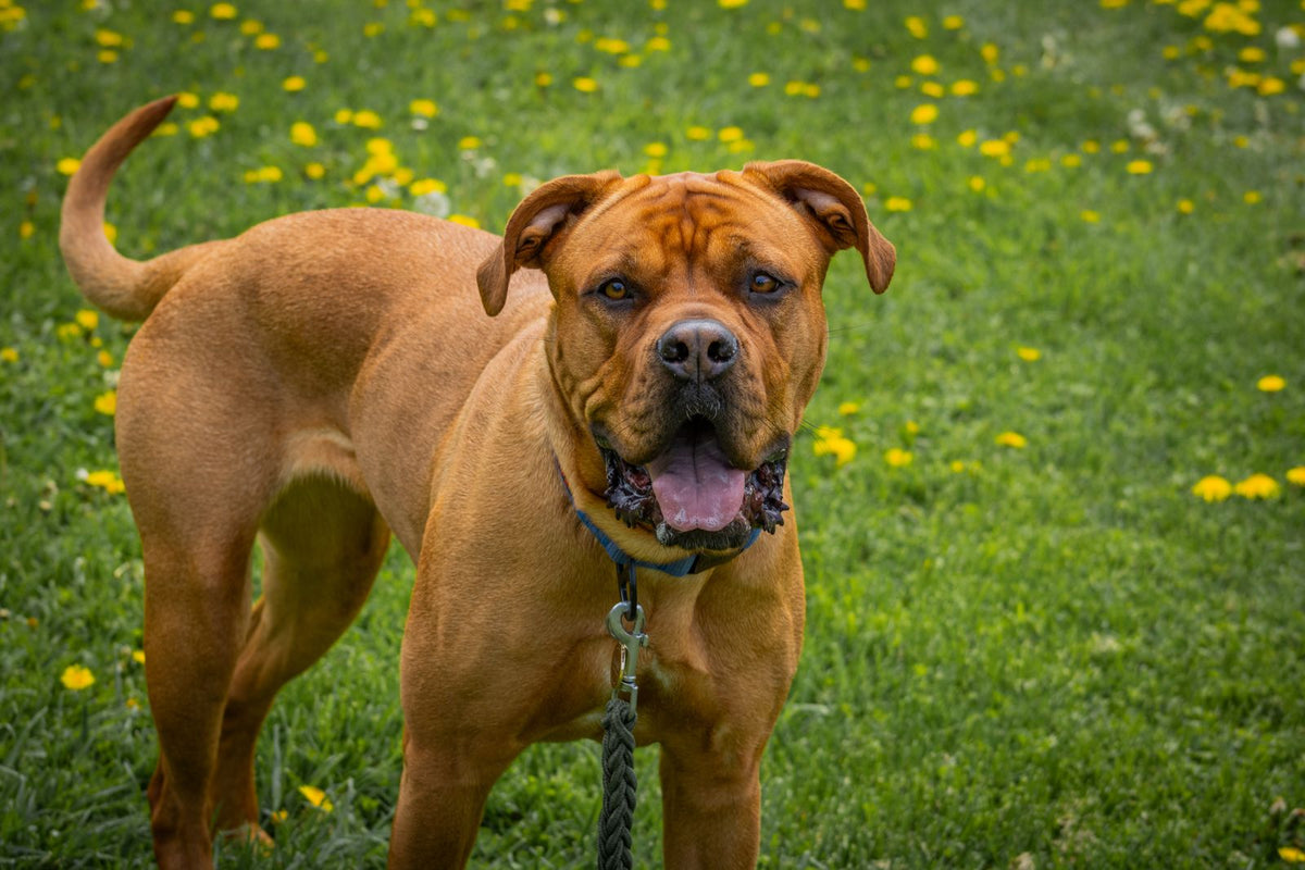 Large mastiff type dog standing in a grassy field