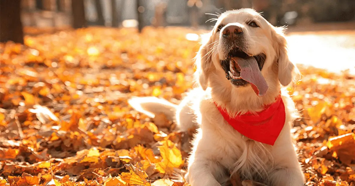 Dog walking through autumn leaves