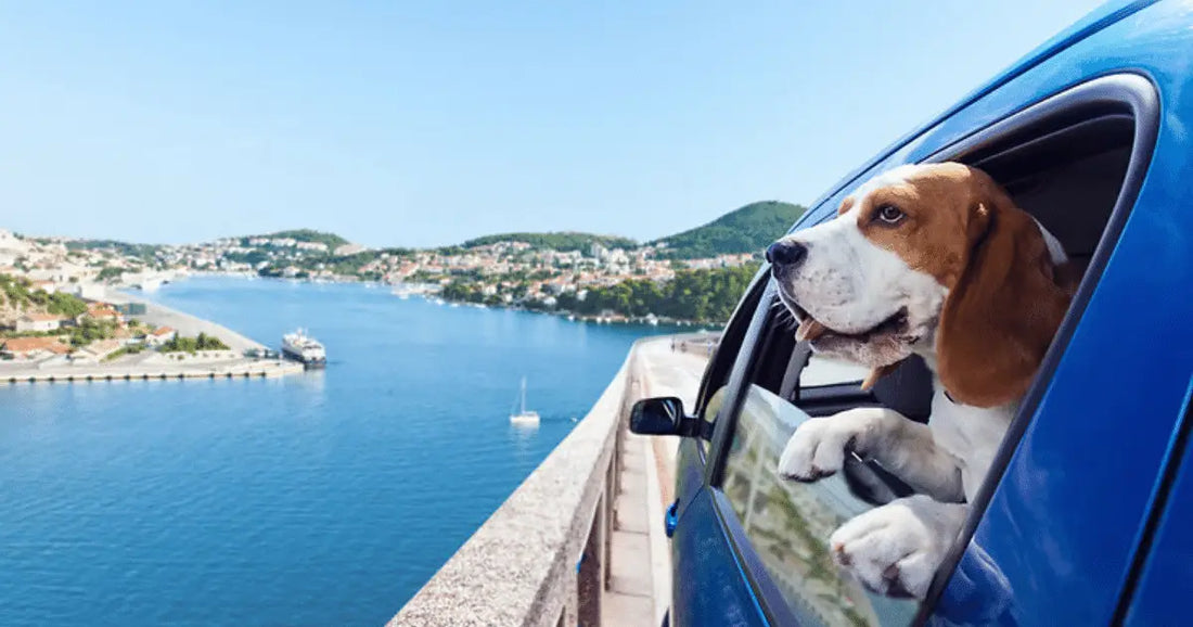 Dog traveling with its owners