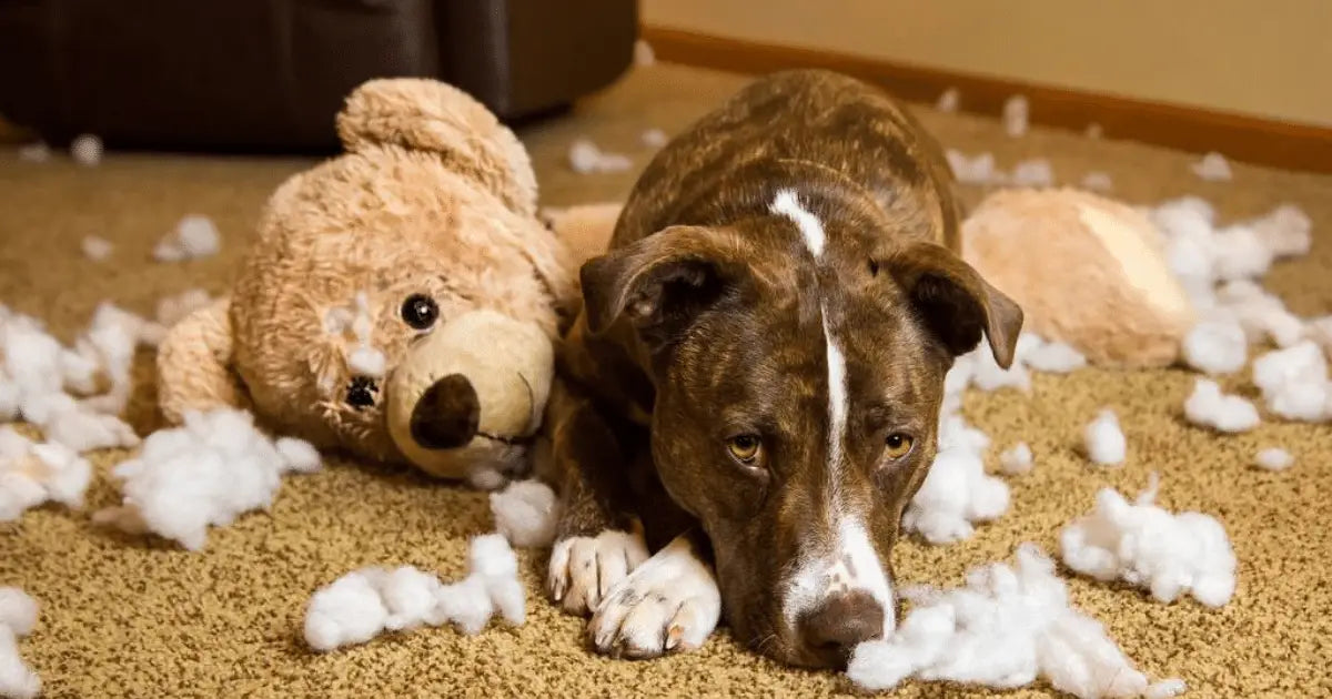 Worried dog waiting alone at home