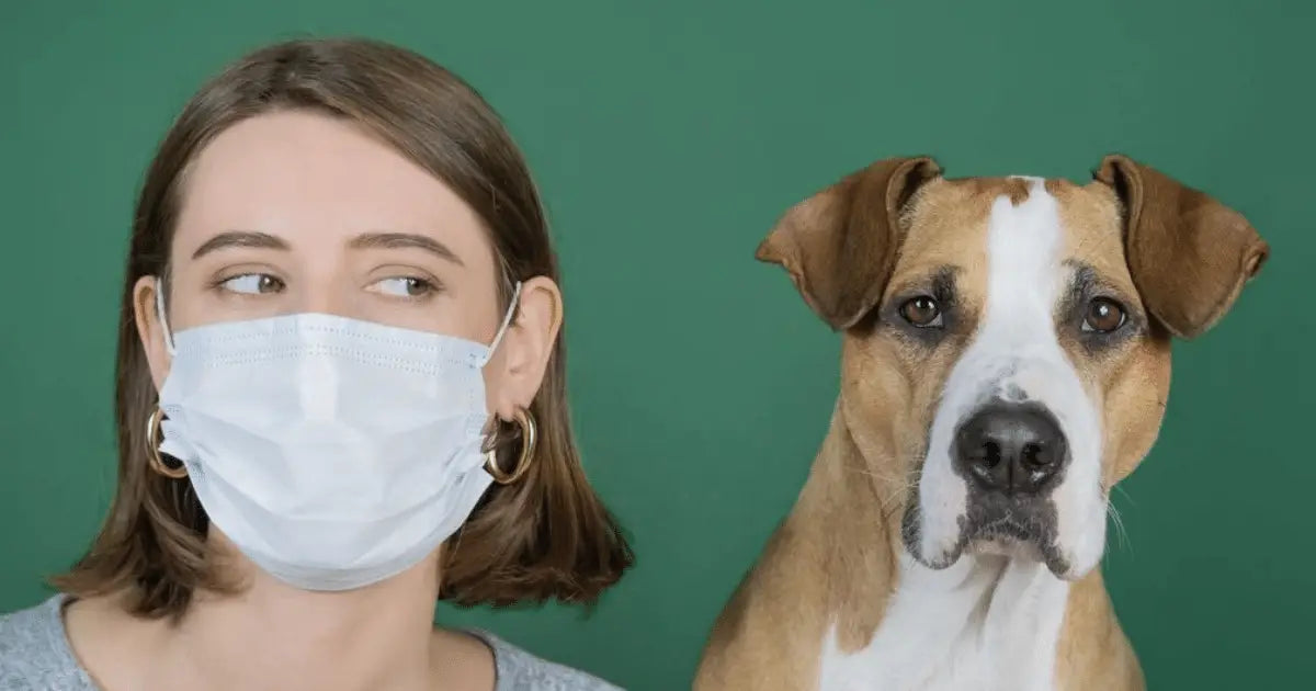 Dog with its owner at home