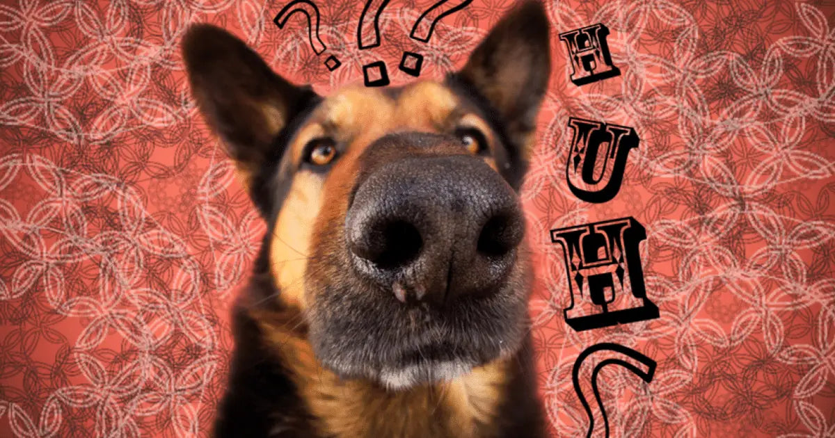 Dog looking curious, illustrating the most Googled dog questions
