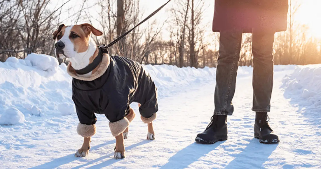 Shiba Inu wearing a dog jacket outdoors