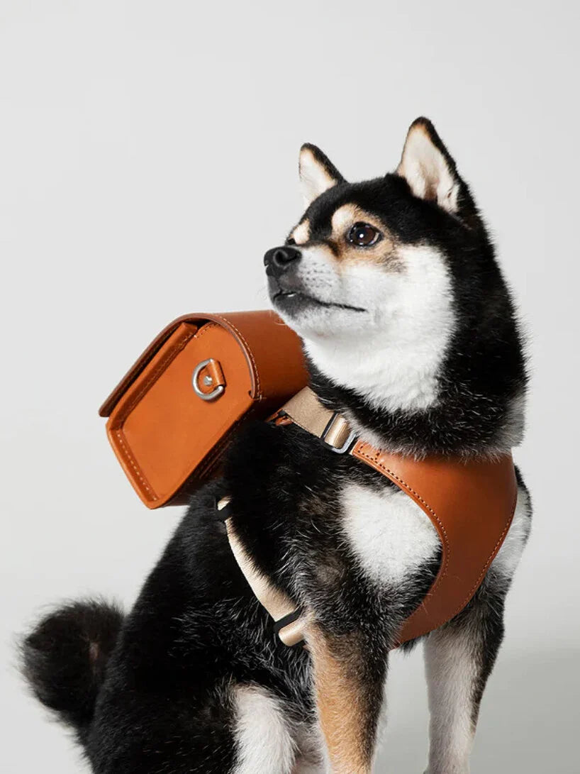 backpack-for-dogs