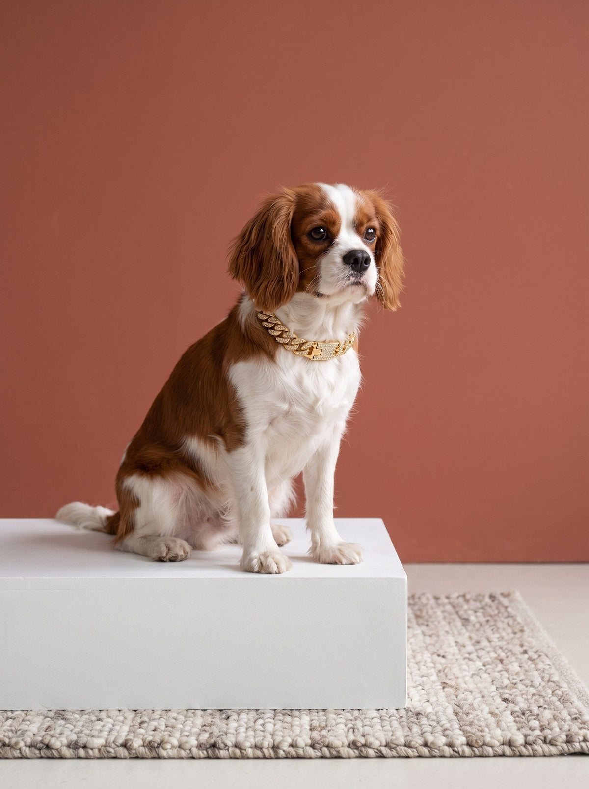 Dog Collars