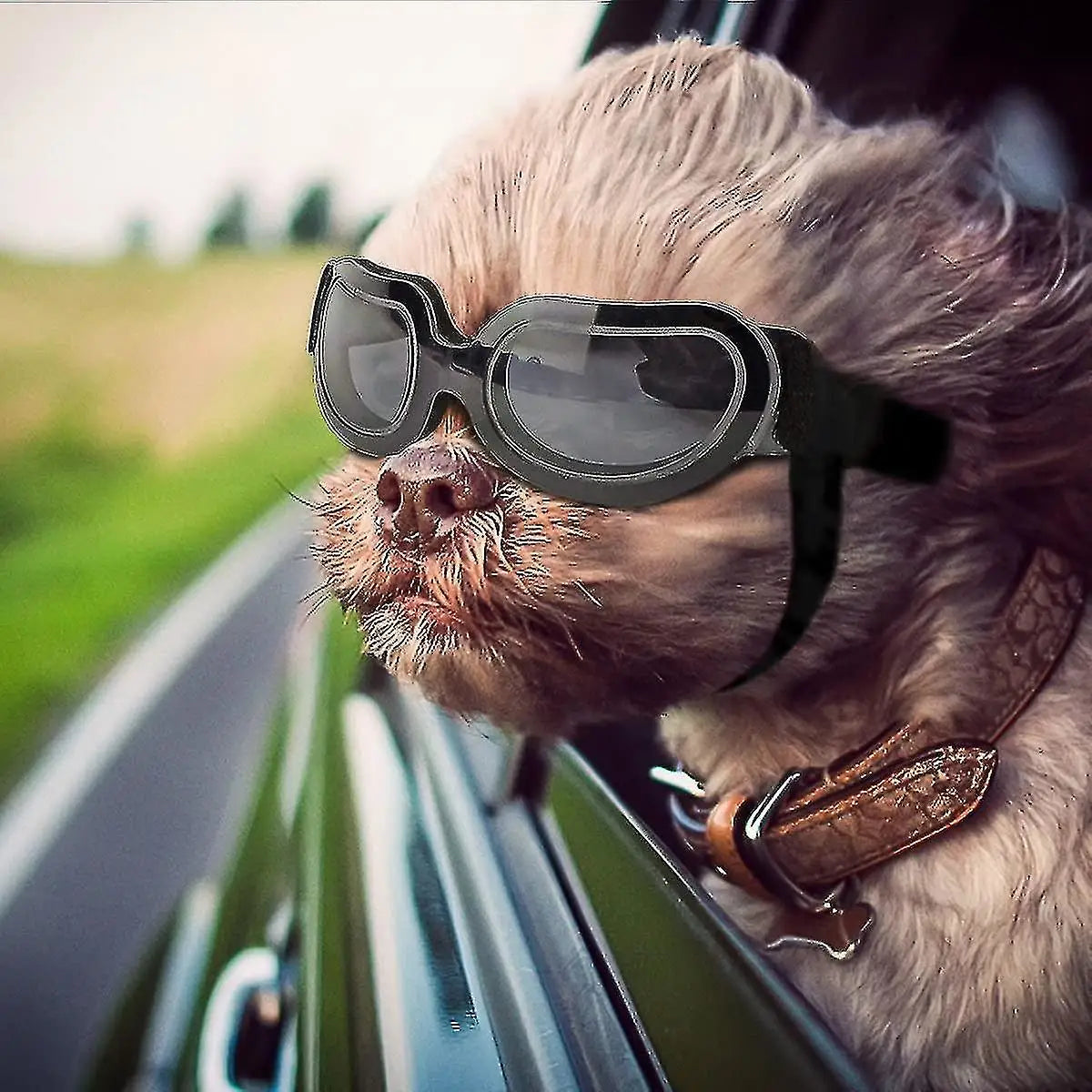 dog-glasses-goggles
