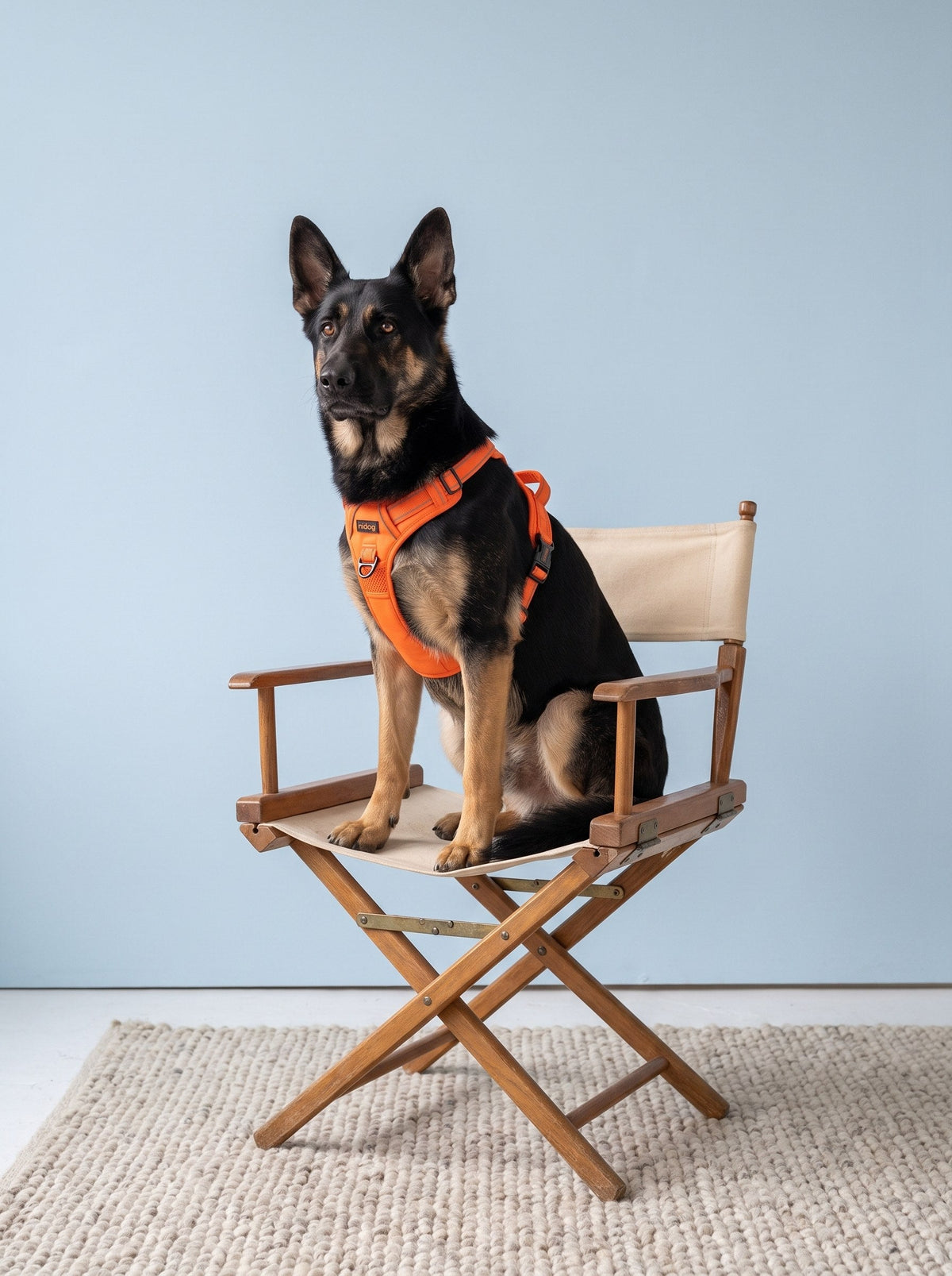 Dog Harness