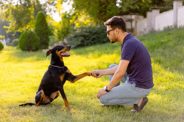 Dog Training Equipment 