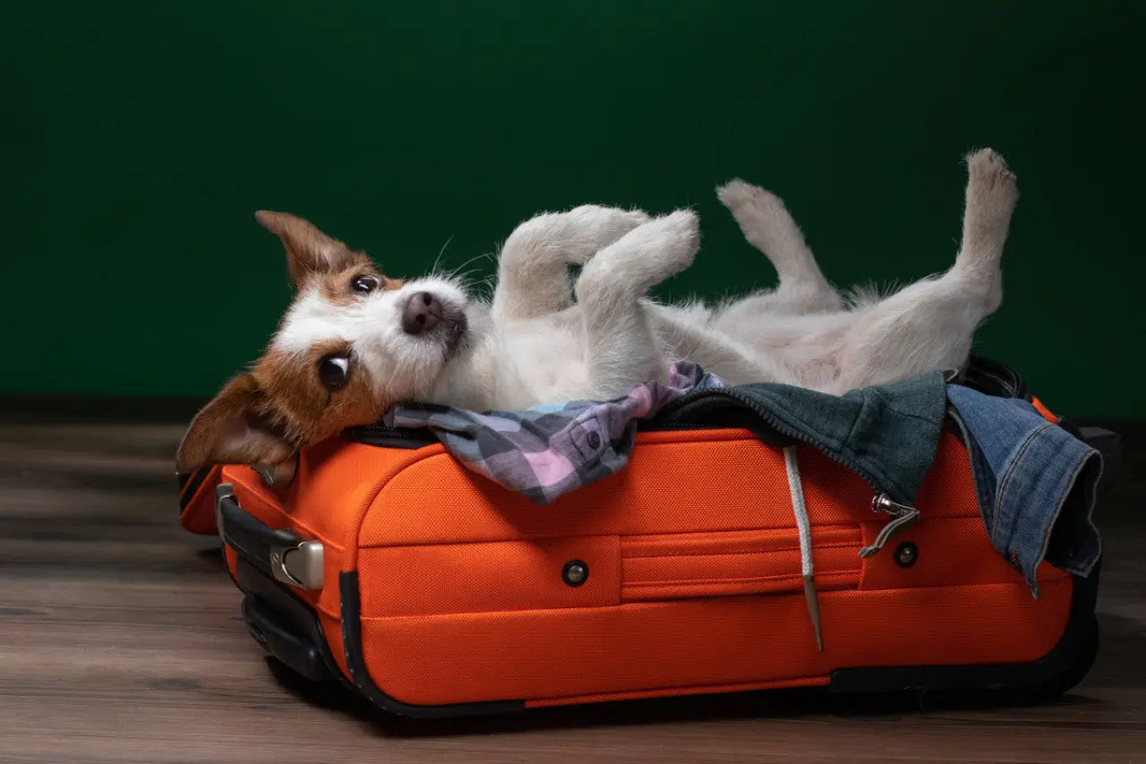 Dog Travel Gear