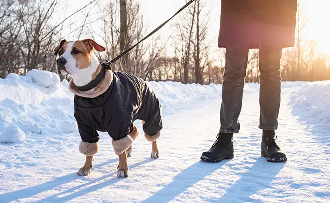 Dog Winter Coat