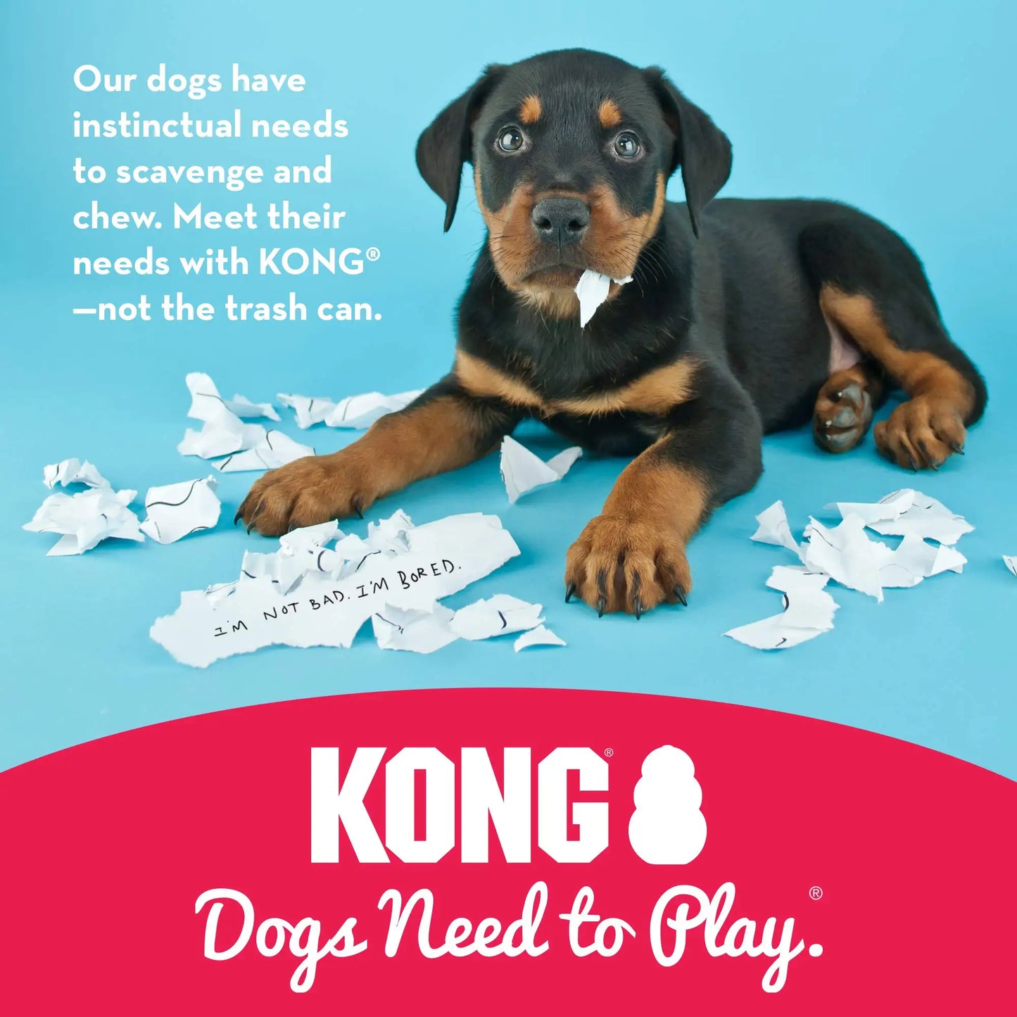Kong Dog Toy