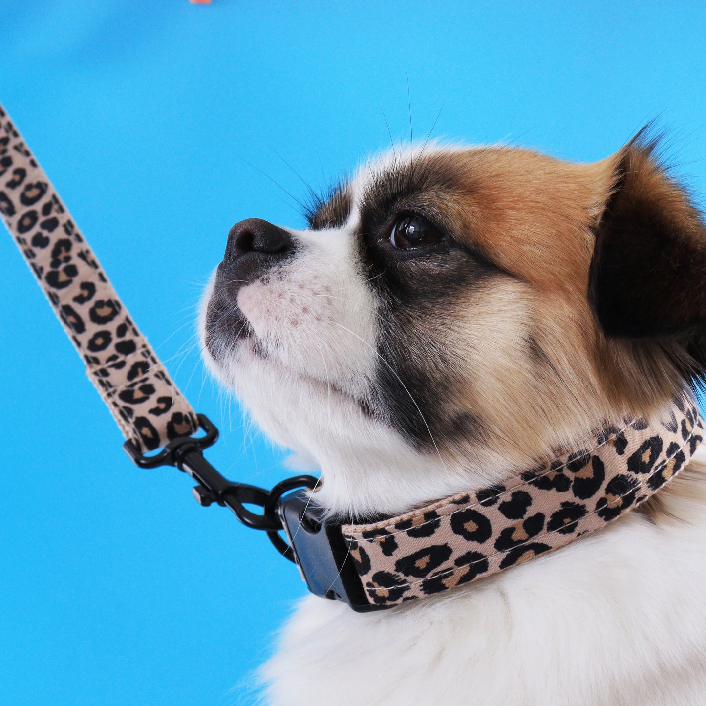 Leopard Dog Collar
