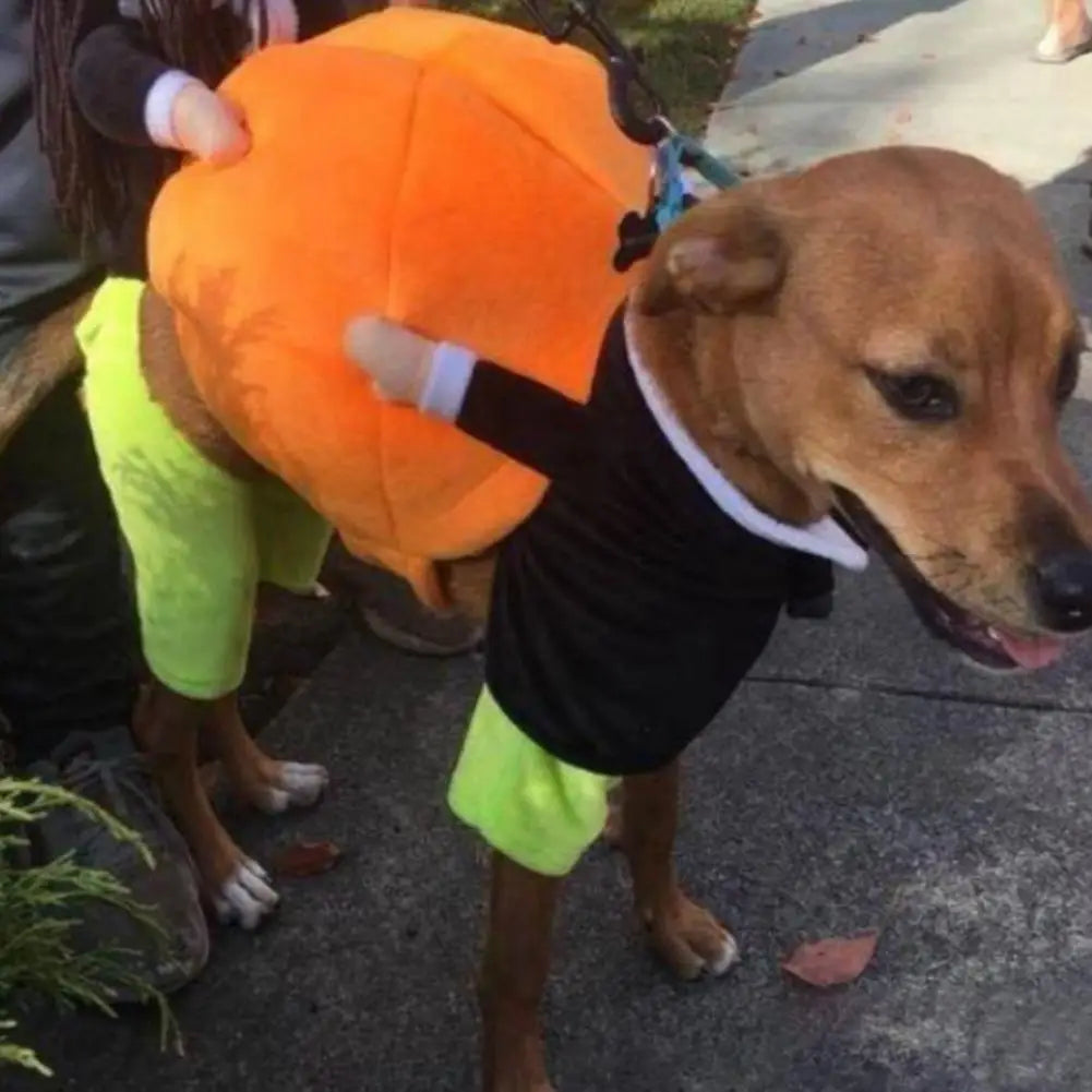 Pumpkin Dog Costume