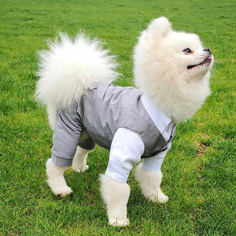 Dog Wedding Clothes