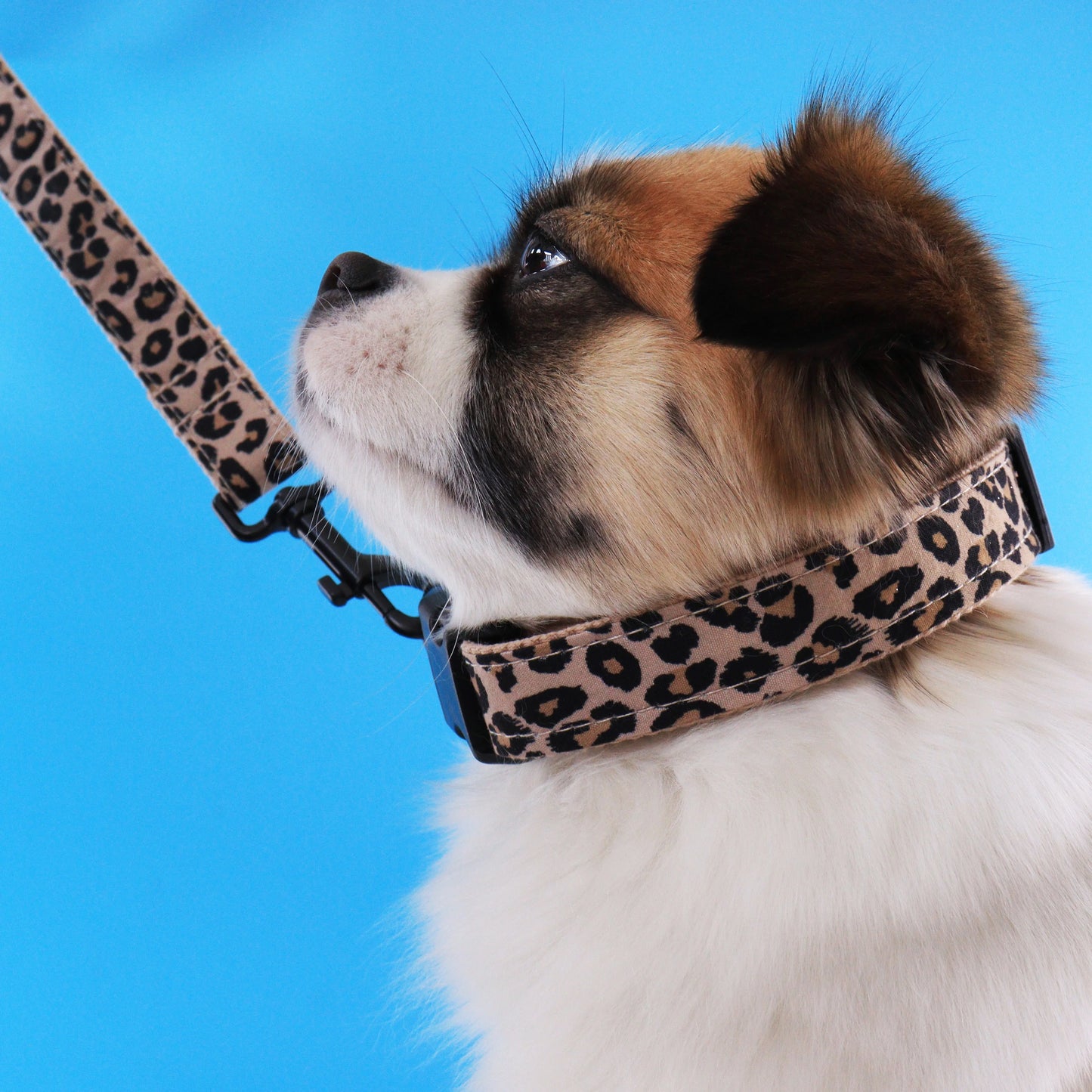 Leopard Dog Collar