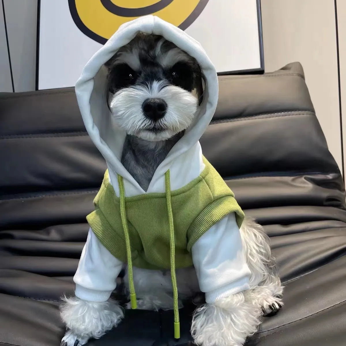 Dog Hoodie