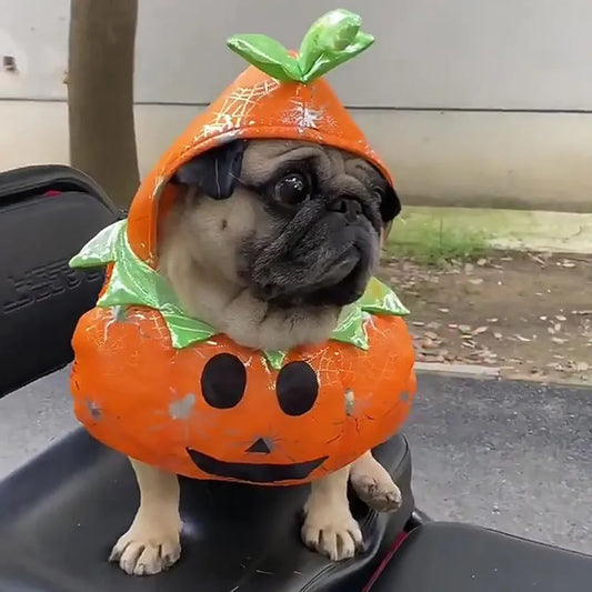 Dog Pumpkin Costume