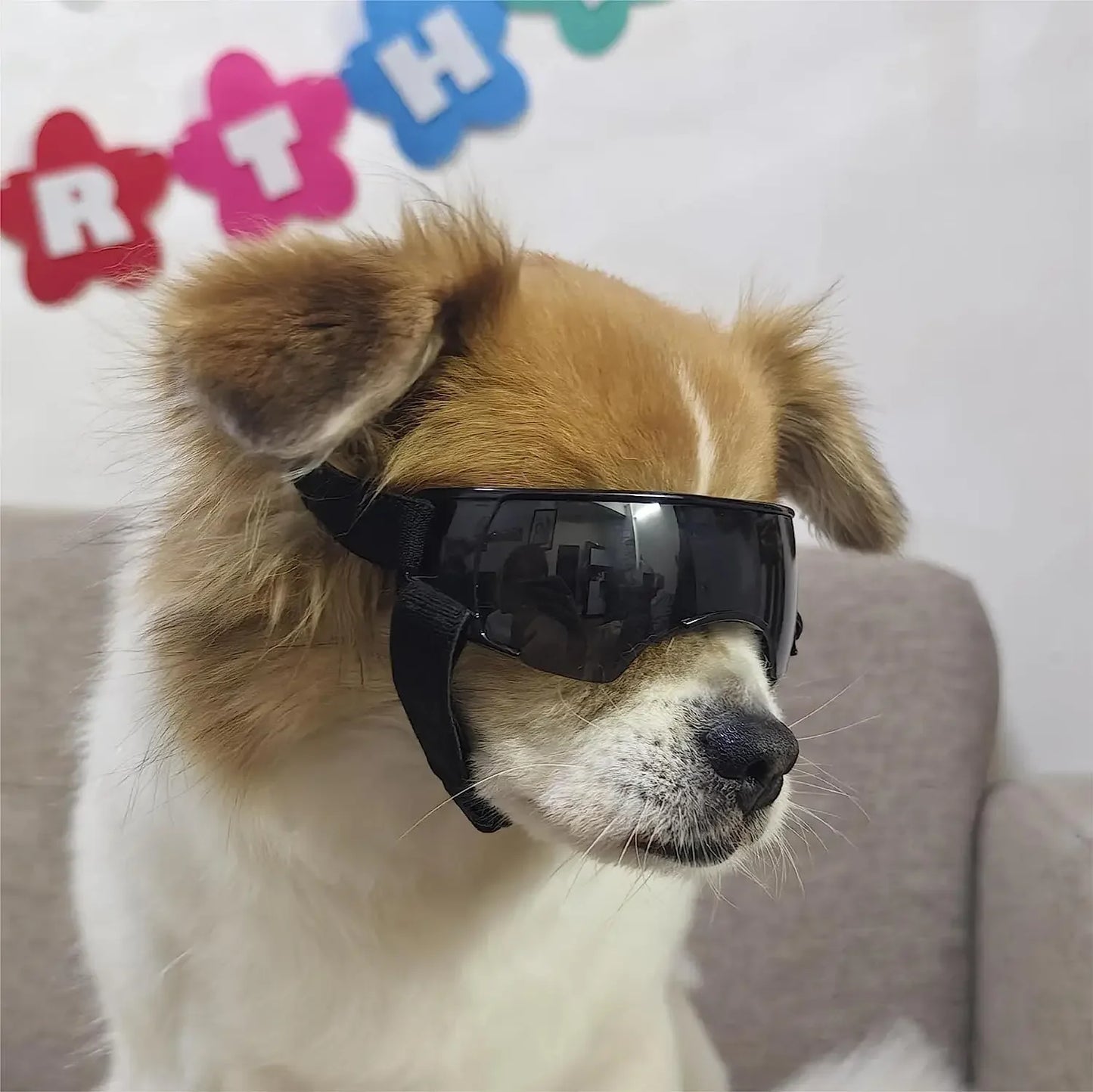 Small Dog Goggles