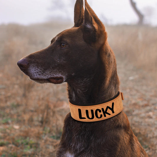 Personalized Dog Collar With Name