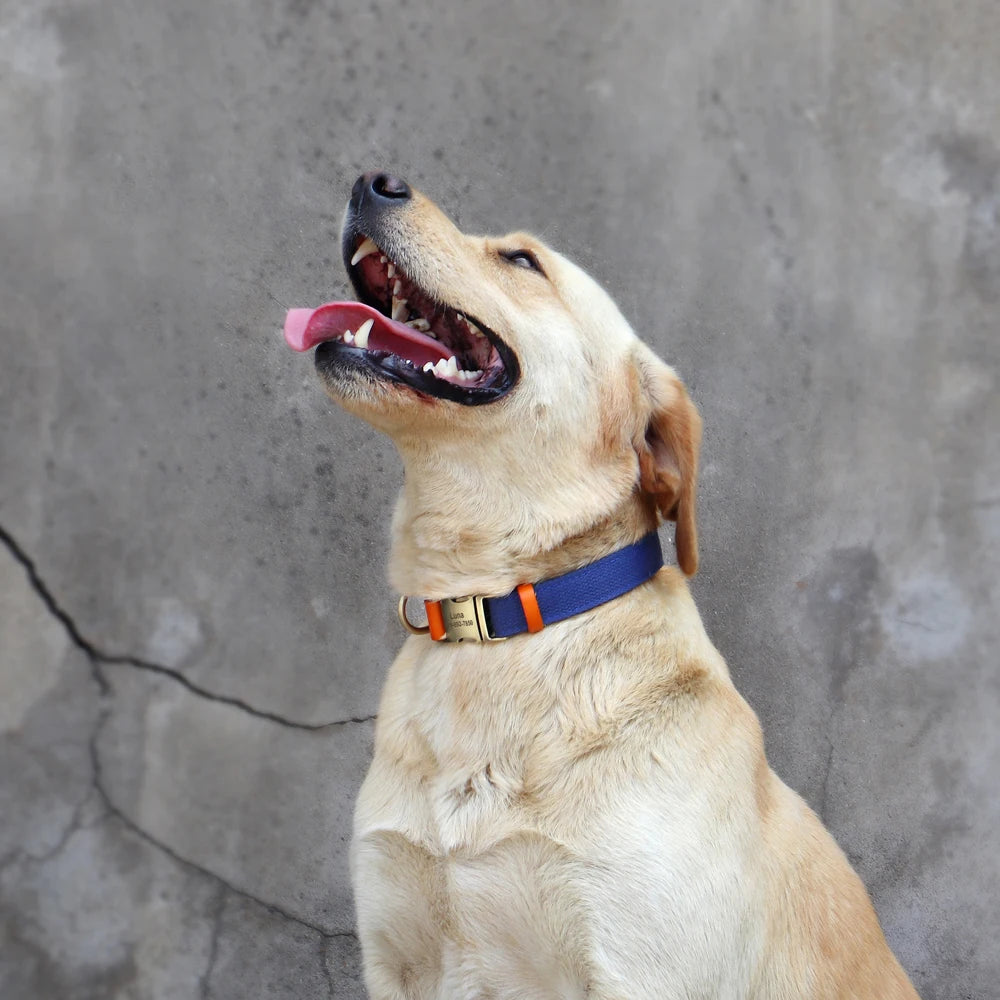 Personalized Nylon Dog Collar
