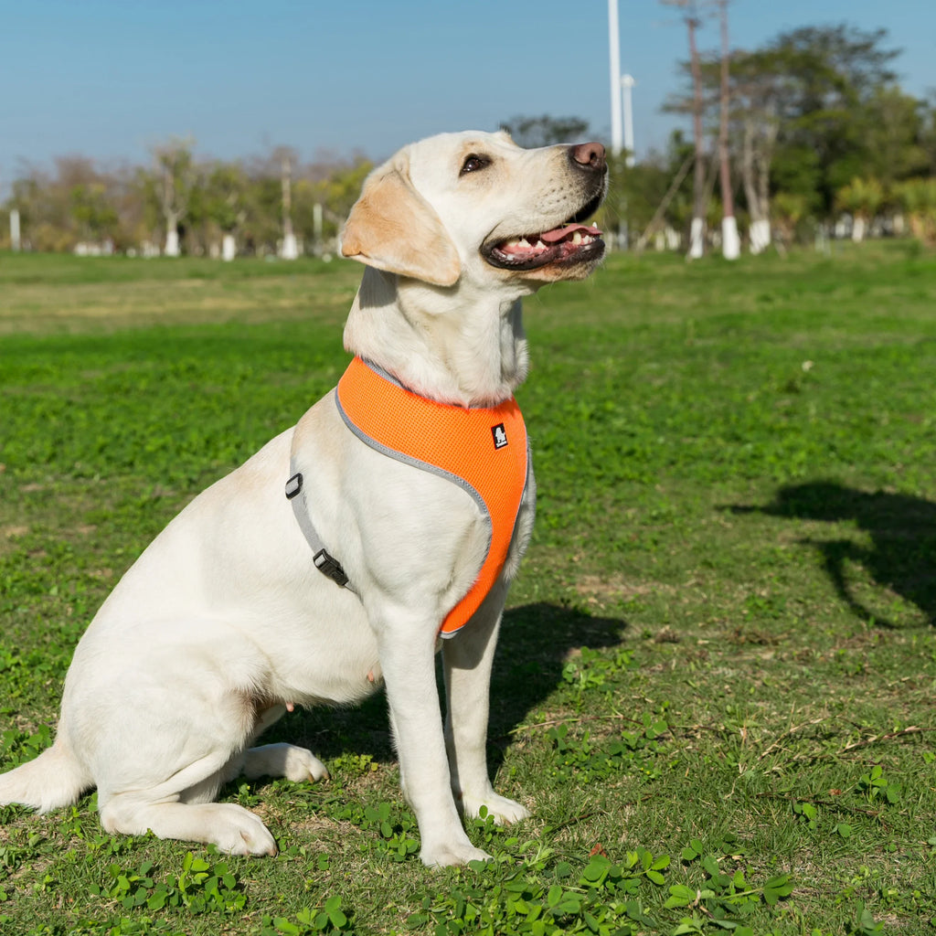 Dog Harness Mesh, photo 6