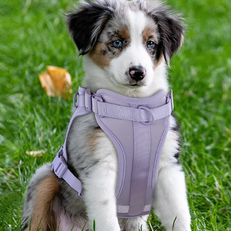 Double harness for 2024 dogs