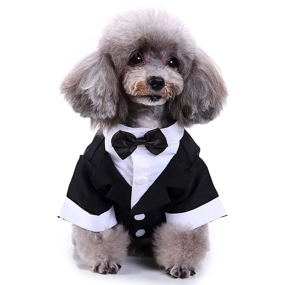 Tuxedo Dog in Black