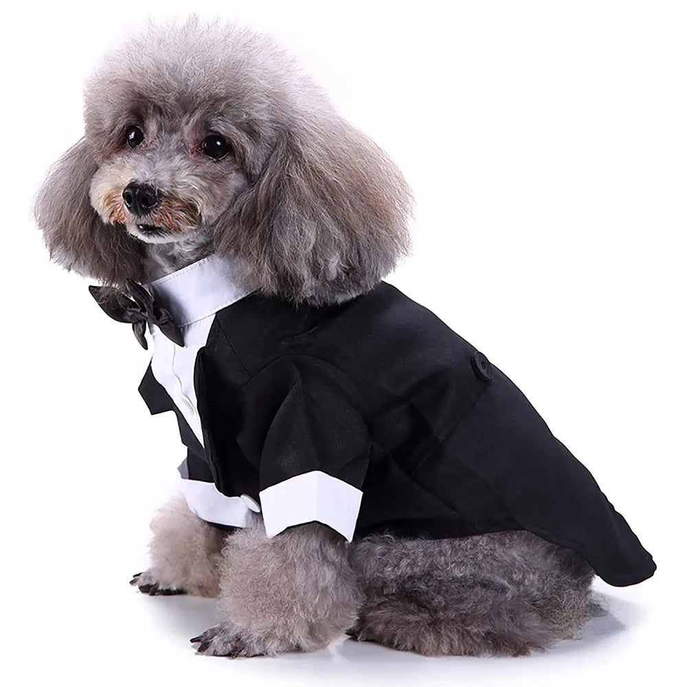 Tuxedo Dog