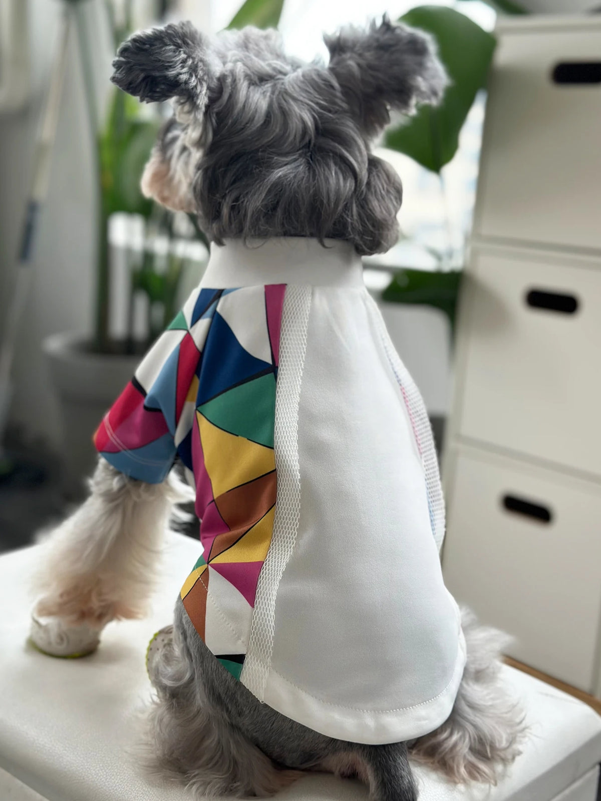 Small Dog T Shirts, photo 4