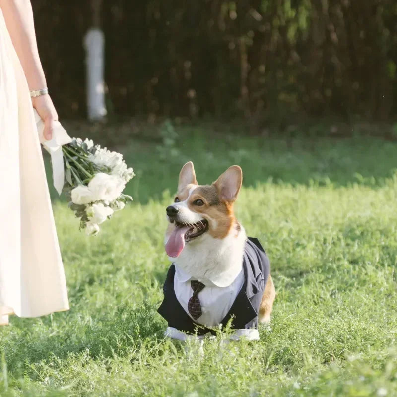Dog Tuxedo For Wedding