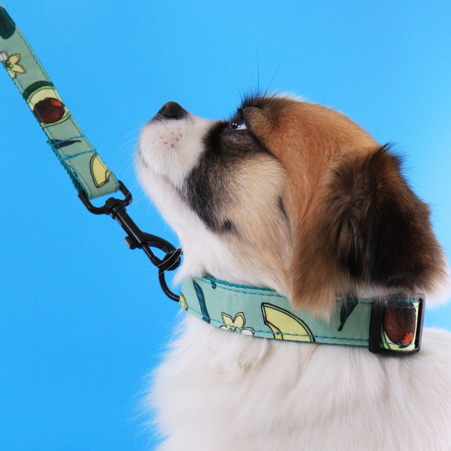 Leopard Dog Collar