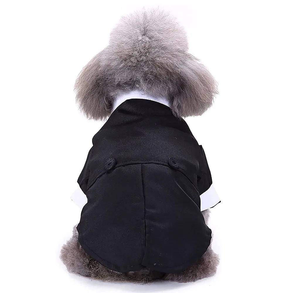 Tuxedo Dog